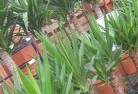 Toonpanplant-nursery-10.jpg; ?>