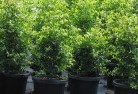 Toonpanplant-nursery-24.jpg; ?>